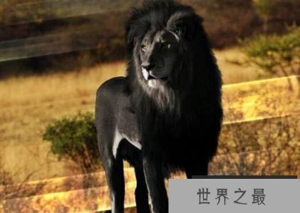 开普狮和巴巴里狮谁大，世界最大狮子体型数据对比