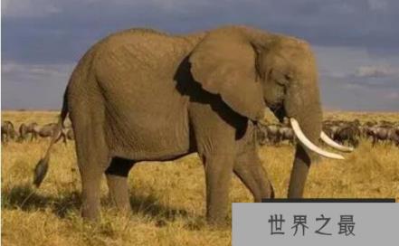 动物的寿命有多长，短命者几秒长寿长上千岁