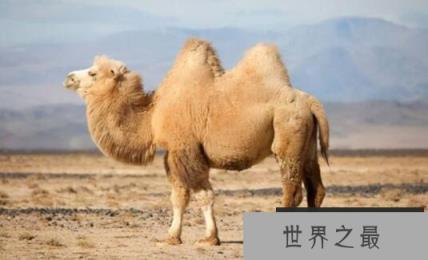 沙漠中有哪些动物，蜗牛与大象均穿行于沙漠