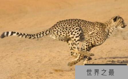 猎豹速度最快是多少，时速达115公里(2秒内加速65km)