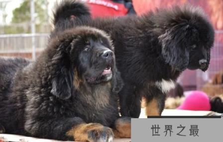 世界恶犬之藏獒，忠心护主的尊贵高傲之犬