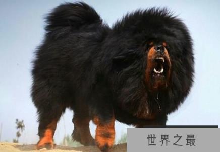 世界恶犬之藏獒，忠心护主的尊贵高傲之犬