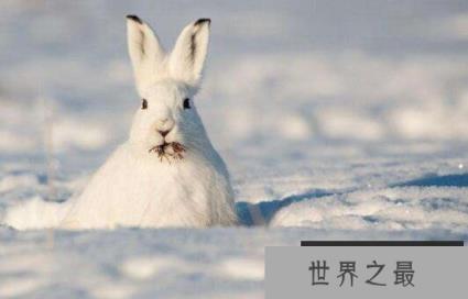 世界上速度最快的兔子：欧洲野兔，时速72公里的速度之王
