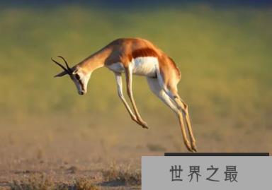 跳羚的速度有多快，时速可达94公里(仅次于叉角羚)
