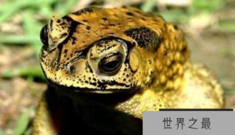 形态怪异的琵琶蟾蜍，背上长满莲蓬似的小窝