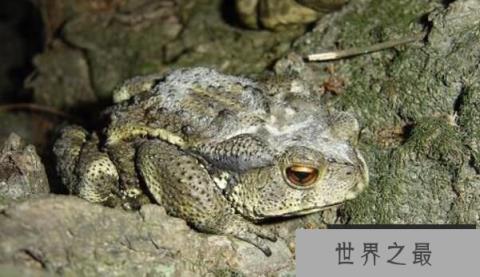 形态怪异的琵琶蟾蜍，背上长满莲蓬似的小窝