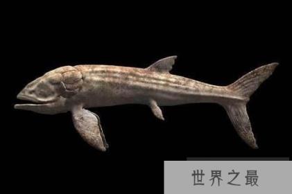 利兹鱼和巨齿鲨谁大，史上最大鱼类利兹鱼揭秘(长27米)