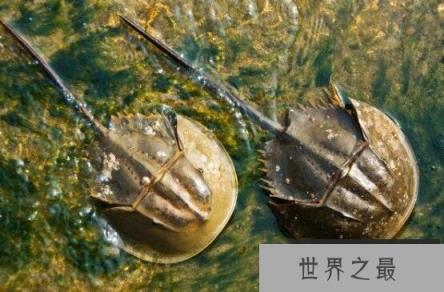 马蹄蟹有毒吗，马蹄蟹血液颜色诡异(价格不菲)