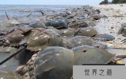 马蹄蟹有毒吗，马蹄蟹血液颜色诡异(价格不菲)