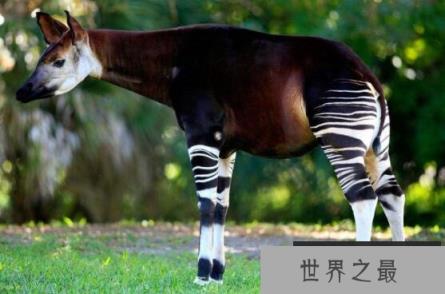 霍加狓是什么动物，霍加狓有多神秘