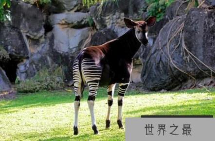 霍加狓是什么动物，霍加狓有多神秘