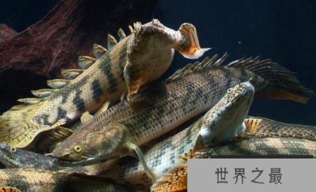世界上最漂亮的恐龙鱼：虎纹恐龙鱼，背部脊梁如恐龙(水族活化石)