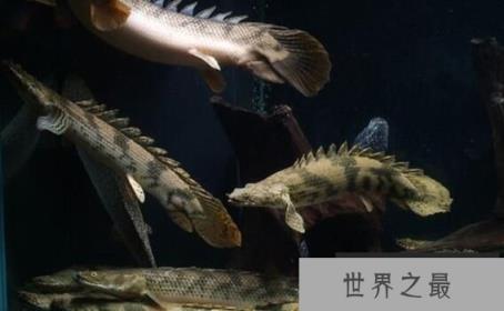 世界上最漂亮的恐龙鱼：虎纹恐龙鱼，背部脊梁如恐龙(水族活化石)