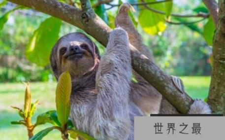 世界上最慢的动物：树懒，30天挪2公里（身上长苔藓）
