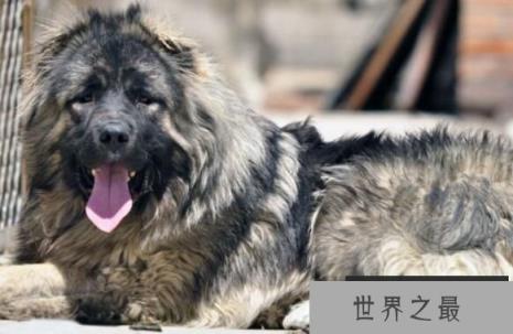 世界恶犬之高加索犬，凶猛无比对主人高度忠诚