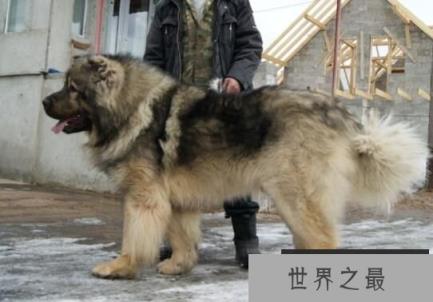 世界恶犬之高加索犬，凶猛无比对主人高度忠诚