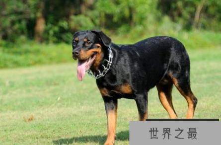 世界恶犬之罗威纳犬，兼具勇气与力量的犬种