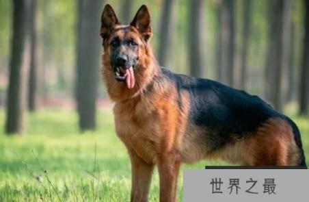 世界恶犬之德国牧羊犬，体型高大且外观威猛的犬种