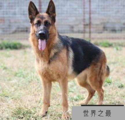 世界恶犬之德国牧羊犬，体型高大且外观威猛的犬种
