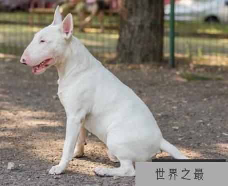 世界恶犬之斗牛梗，忠诚可靠的混血伴侣犬