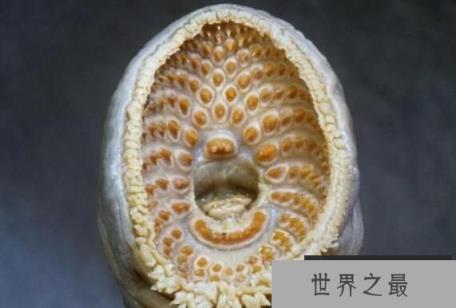 海底吸血鬼“七鳃鳗”，长相怪异的古老生物(口中有吸盘)