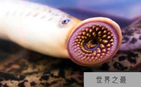 海底吸血鬼“七鳃鳗”，长相怪异的古老生物(口中有吸盘)
