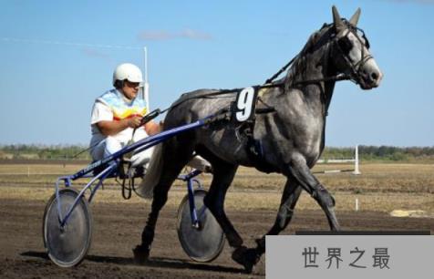 世界十大名马排行，十大最贵的马个个贵如黄金