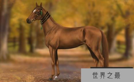 汗血宝马是什么意思，汗血马为什么叫汗血