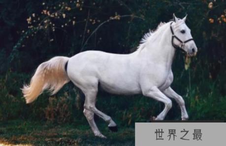 赤兔马是不是汗血马，汗血马为什么这么珍贵