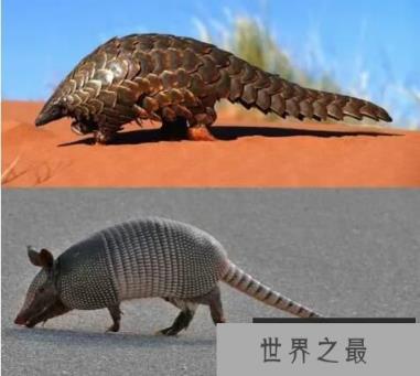 穿山甲和犰狳的区别，犰狳为什么有麻风病