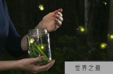 萤火虫为什么会发光，萤火虫发光原理揭秘