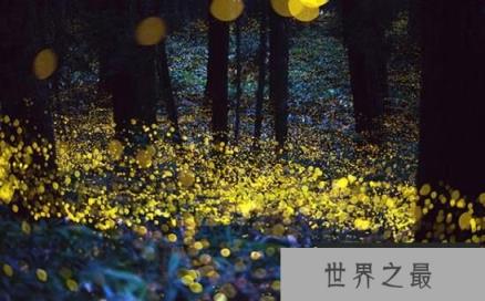 萤火虫为什么会发光，萤火虫发光原理揭秘