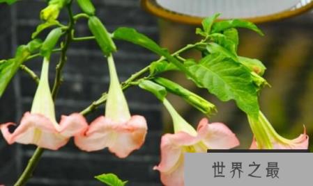 曼陀罗花有毒吗，曼陀罗花什么颜色的有毒
