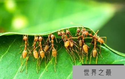 世界上最古老的僵尸蚂蚁，死于4800万年前的致命真菌