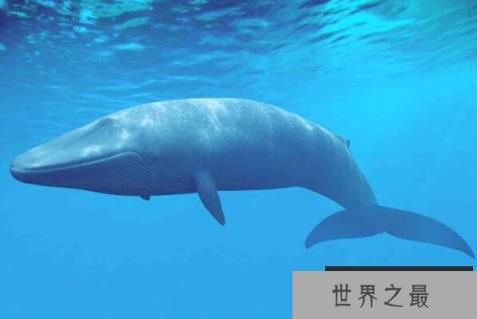 十大巨型海洋生物(1357vip.com)