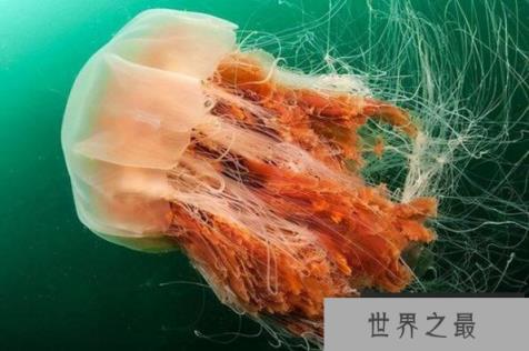 十大巨型海洋生物(1357vip.com)