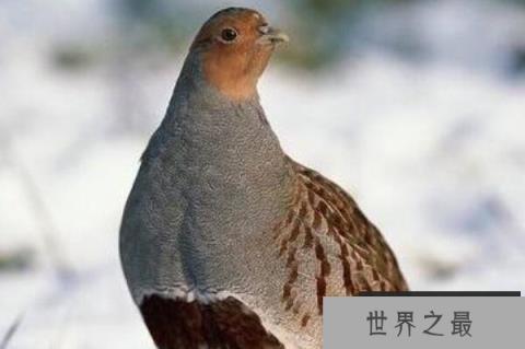 繁殖能力最强的十种鸟(1357vip.com)