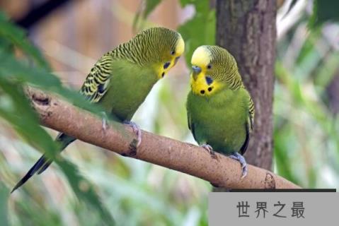 繁殖能力最强的十种鸟(1357vip.com)