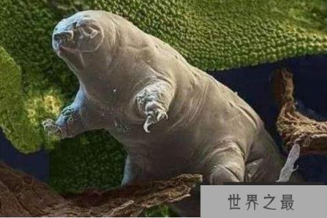 最耐寒的十大动物(1357vip.com)