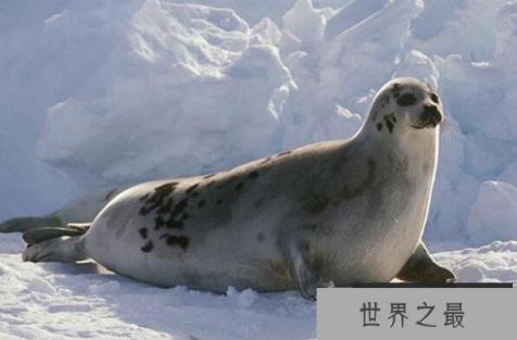 最耐寒的十大动物(1357vip.com)