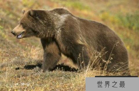 世界上嗅觉最好的动物(1357vip.com)