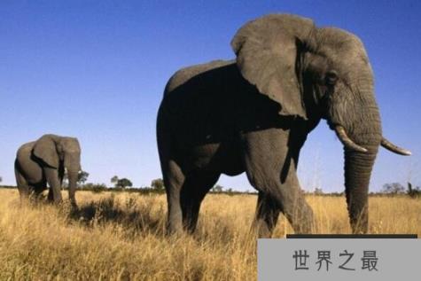 世界上嗅觉最好的动物(1357vip.com)