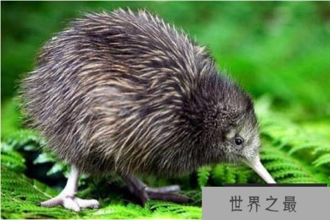 世界上嗅觉最好的动物(1357vip.com)