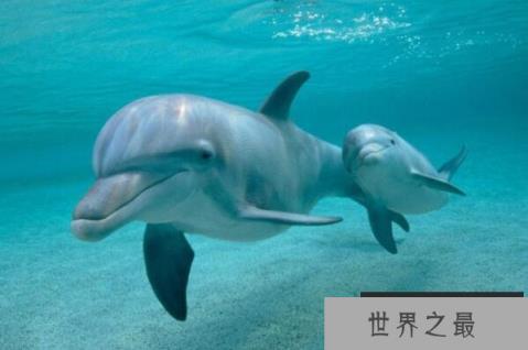 世界上听力最好的动物(1357vip.com)