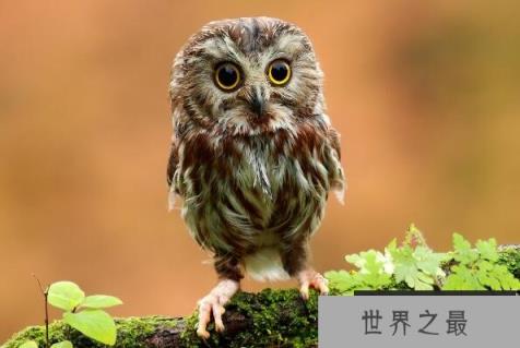 世界上听力最好的动物(1357vip.com)