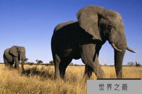 世界上听力最好的动物(1357vip.com)