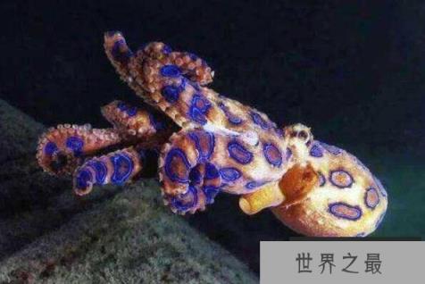 全球十大毒性最强动物(1357vip.com)