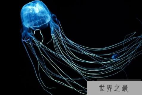 全球十大毒性最强动物(1357vip.com)