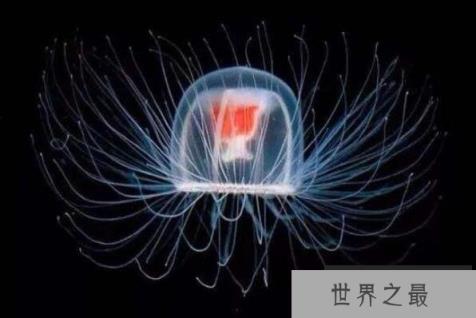 十大寿命最长的动物(1357vip.com)