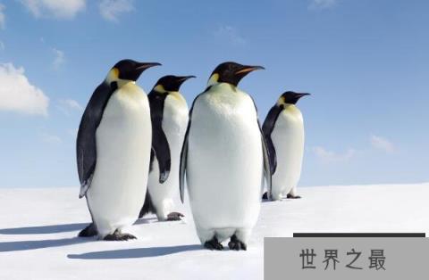 世界上十大最可爱的海洋生物